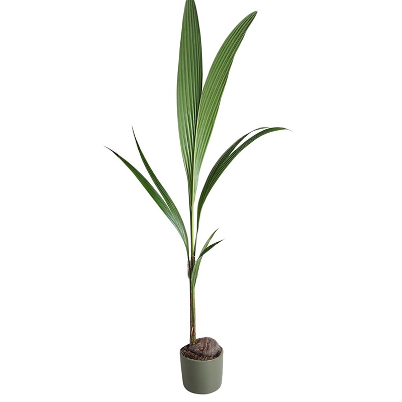 Cocos Nucifera (Hindistan Cevizi Palmiyesi)