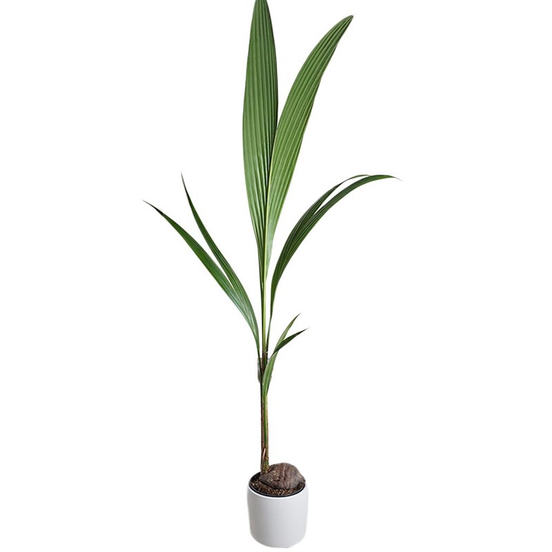 Cocos Nucifera (Hindistan Cevizi Palmiyesi)