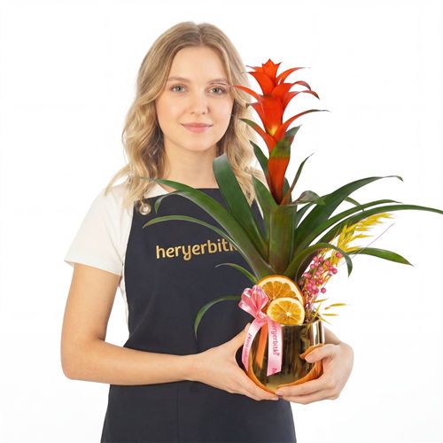 Premium Gold Guzmania Gift (Guzmania Arrangement)