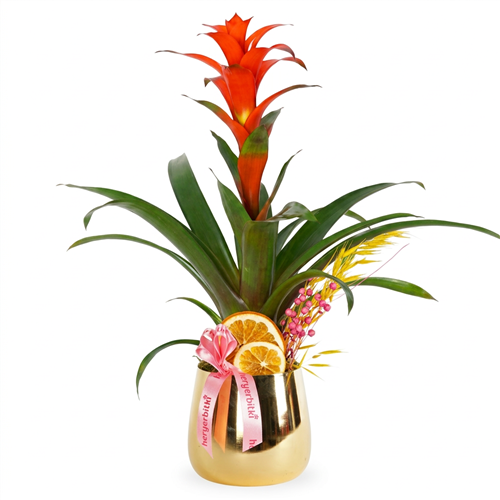 Premium Gold Guzmania Gift (Guzmania Arrangement)