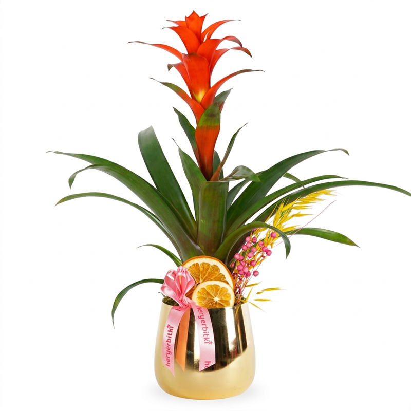 Premium Gold Guzmania Gift (Guzmania Arrangement)