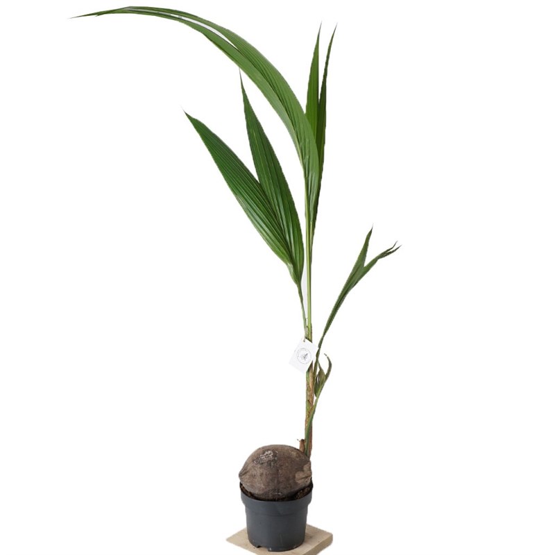 Cocos Nucifera (Hindistan Cevizi Palmiyesi)