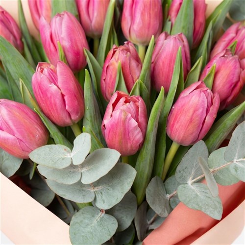 Blush Tulips (Pembe Lale Buketi)