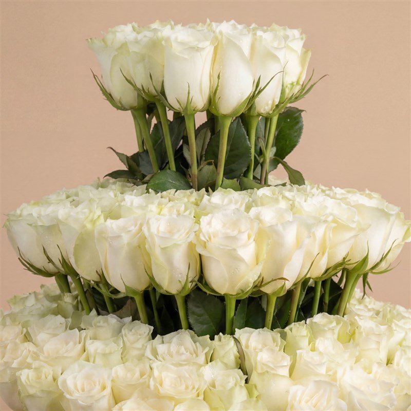 Premium White Empire Rose (301 White Roses)