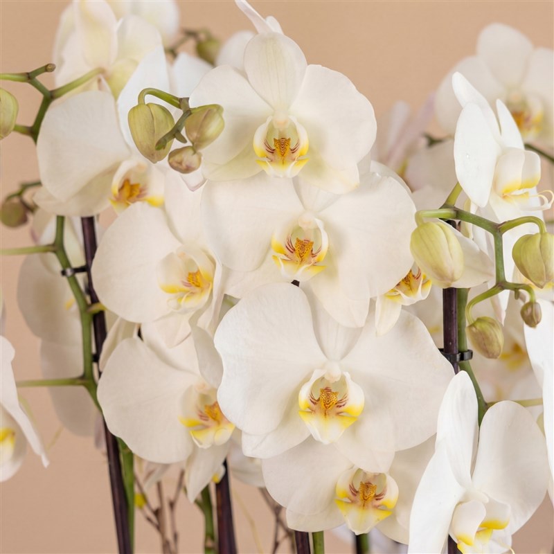 Beyaz Orkide Aranjmanı - 10 Dallı (White Crown Orchid)