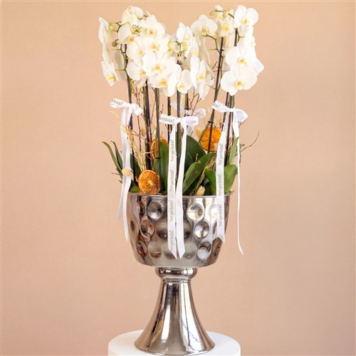 Beyaz Orkide Aranjmanı - 10 Dallı (White Crown Orchid)