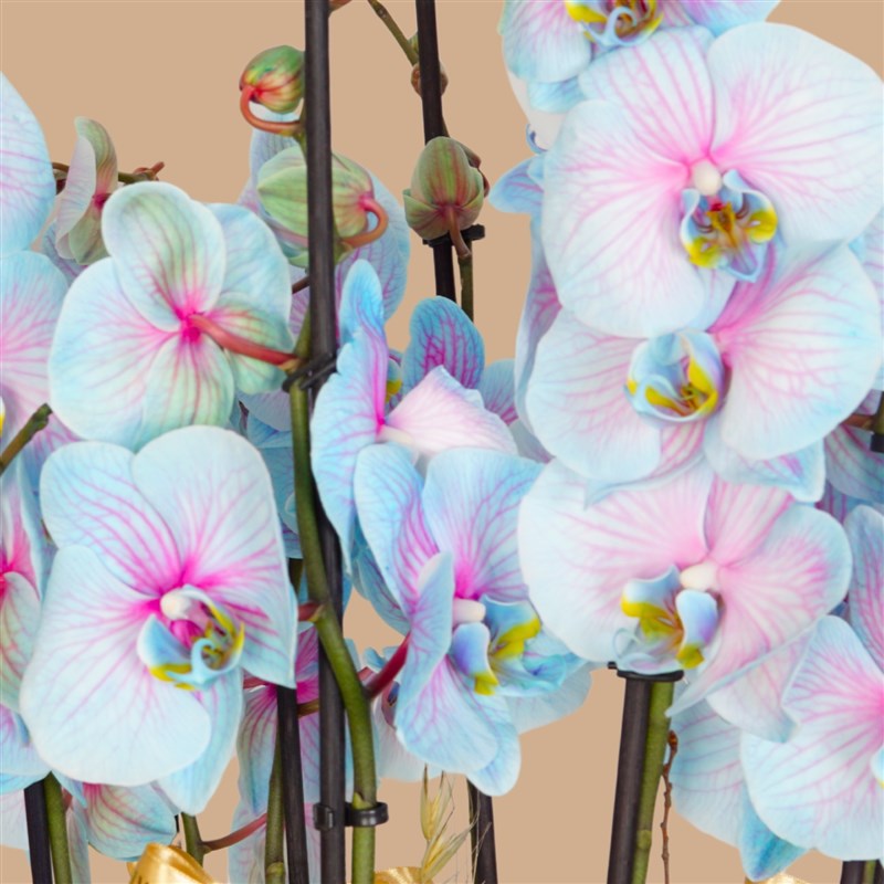 Blue Crown Orchid (10-Stem Variegated Blue Orchid Arrangement)