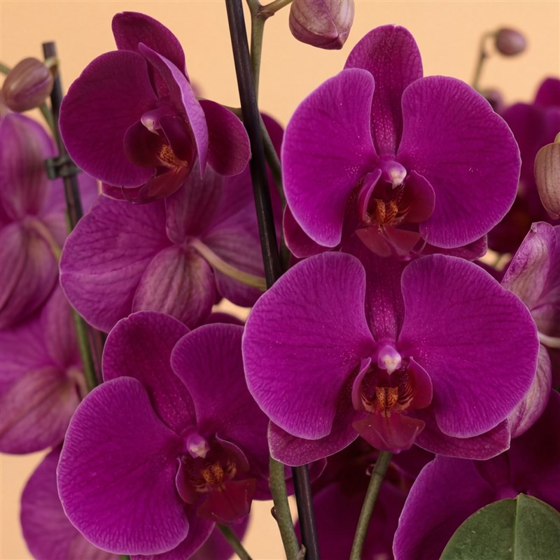 Purple Crown Orchid (10 Dallı Mor Orkide Aranjmanı)