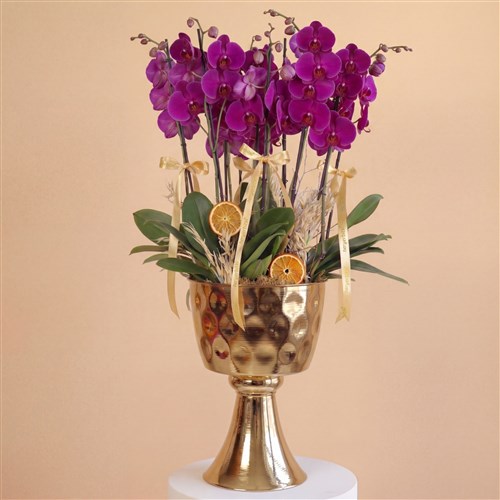 Purple Crown Orchid (10 Dallı Mor Orkide Aranjmanı)