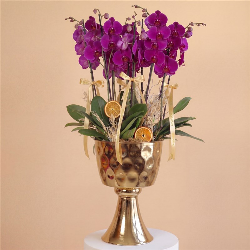 Purple Crown Orchid (10 Dallı Mor Orkide Aranjmanı)