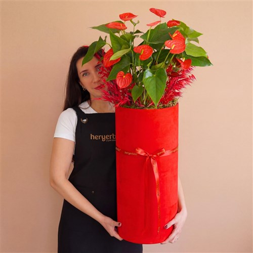 Imperial (Kutuda Kırmızı Antoryum Bahçesi)