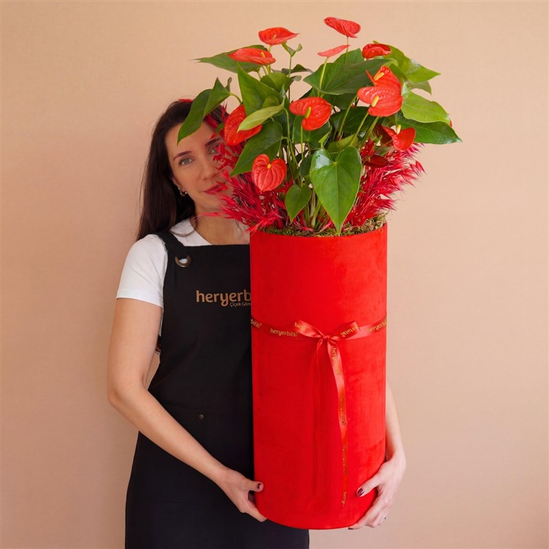 Imperial (Kutuda Kırmızı Antoryum Bahçesi)