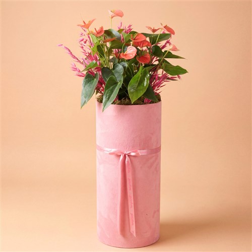 Imperial (Pink Anthurium Garden in a Box)