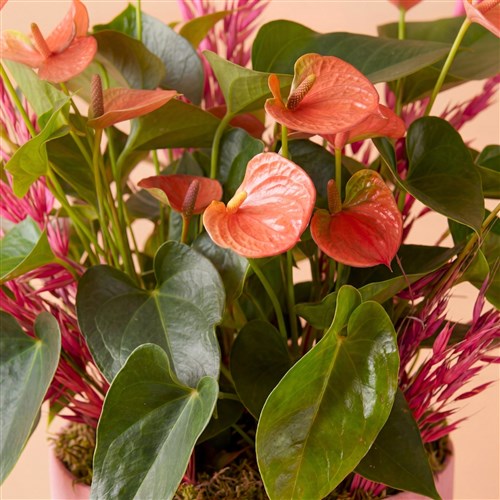 Imperial (Pink Anthurium Garden in a Box)