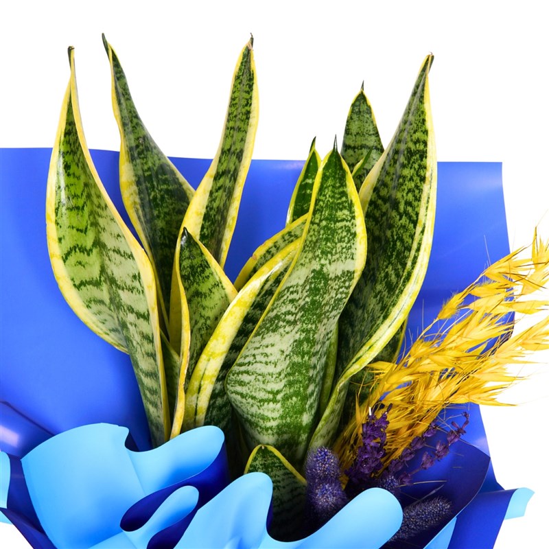 Blue Gift Packaged Snake Plant (Air Purifying Plant)