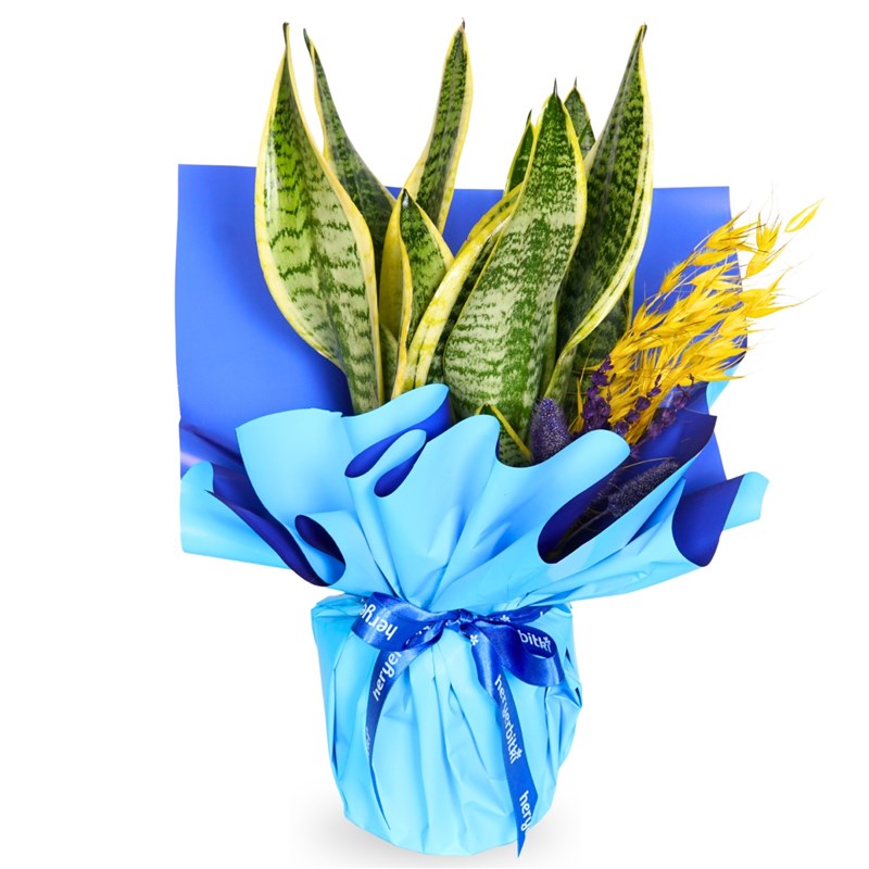 Blue Gift Packaged Snake Plant (Air Purifying Plant)