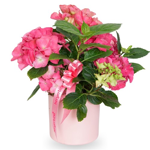 Pink Potted Pink Hydrangea Gift