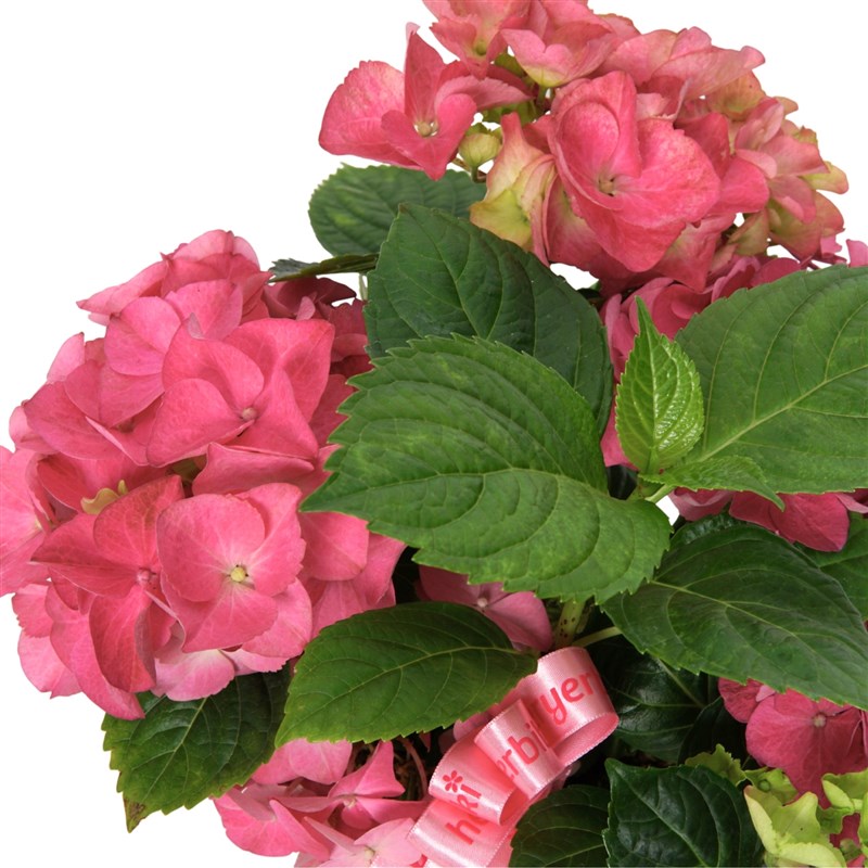 Pembe Saksı Pembe Ortanca Gift