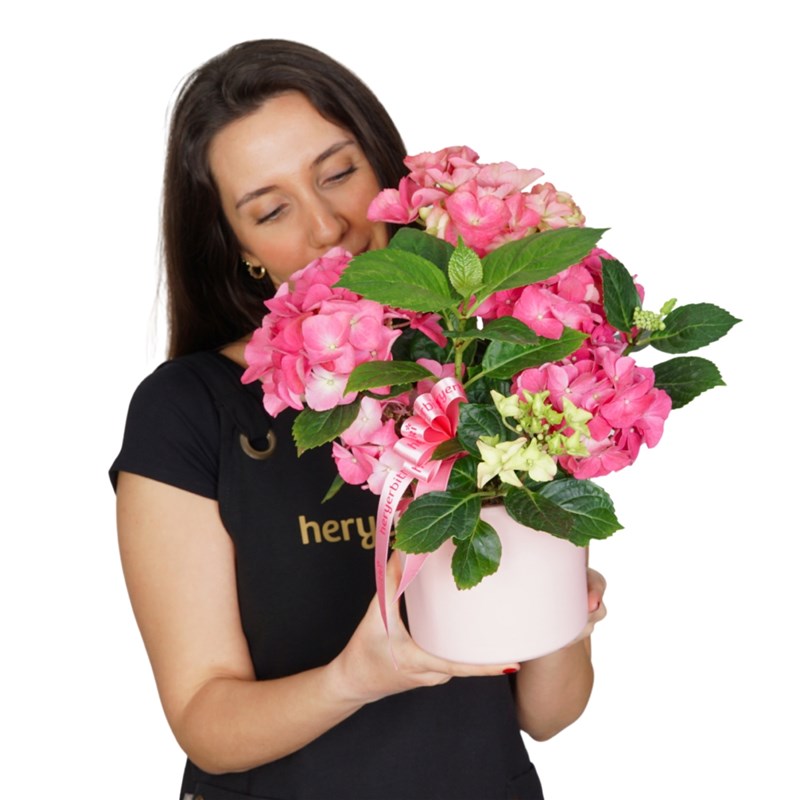 Pembe Saksı Pembe Ortanca Gift