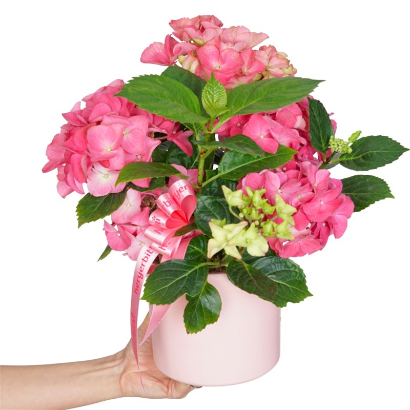 Pembe Saksı Pembe Ortanca Gift