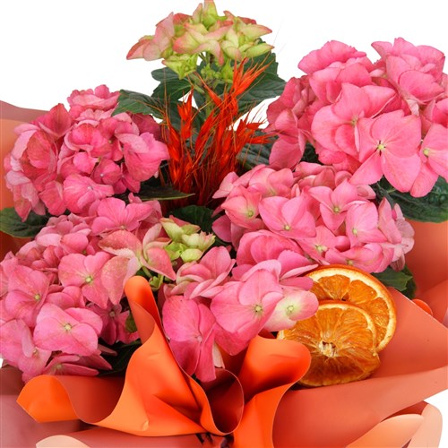Pink Hydrangea in Gift Packaging