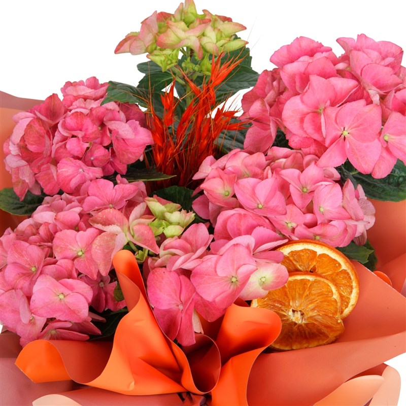 Pink Hydrangea in Gift Packaging