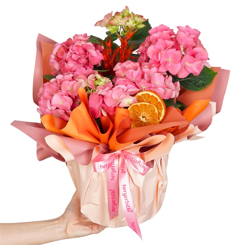 Pink Hydrangea in Gift Packaging