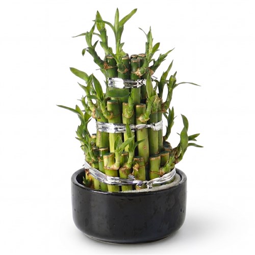 Şans Bambusu Aranjmanı (Lucky Bamboo)