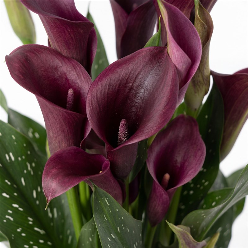 Purple Gala (Claret Red/Pink Gala in Premium Vase)