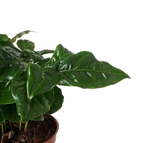 Coffea Arabiaca (Kahve Ağacı) Large