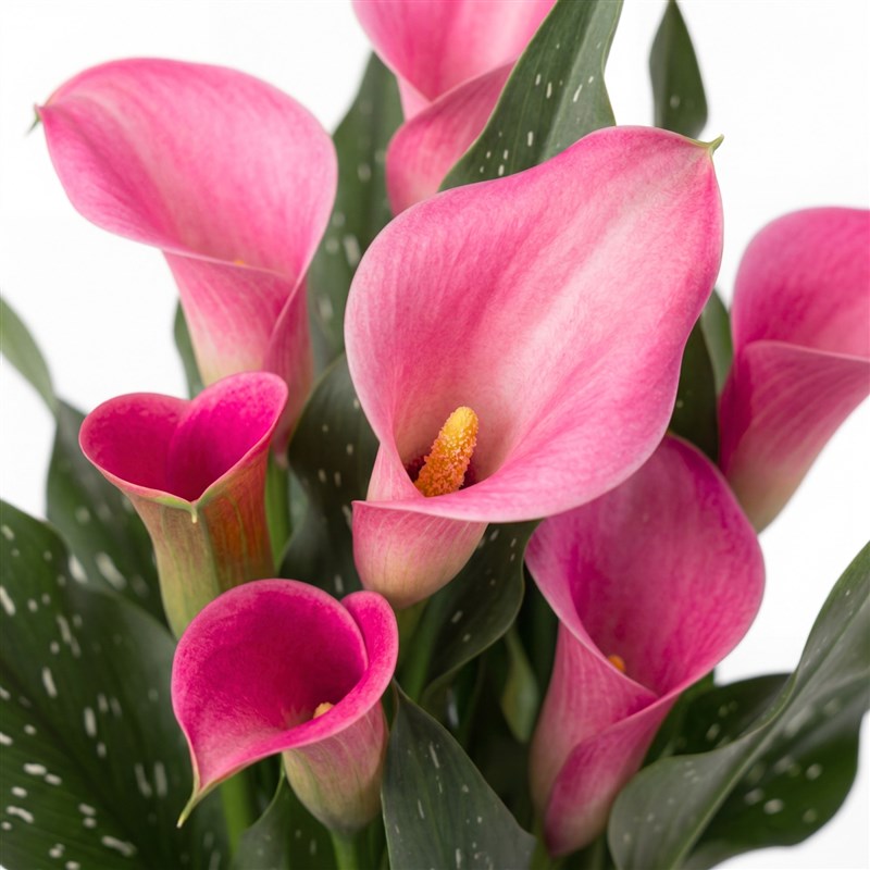 Purple Gala (Claret Red/Pink Gala in Premium Vase)