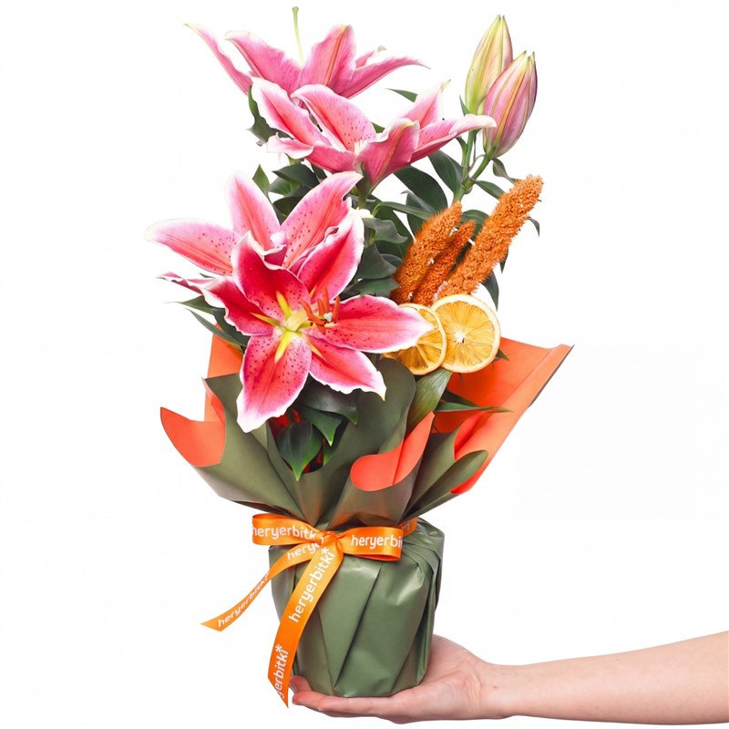 Sunset Lily (Fragrant Gift Lily)