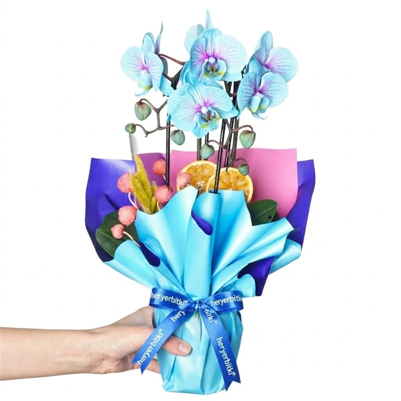 Çember Mavi Orkide Tasarımı (Cascade Pure Gift )