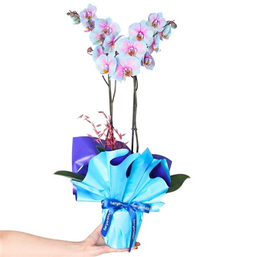 Alacalı Mavi Orkide - 2 Dallı (Cascade Pure Gift)