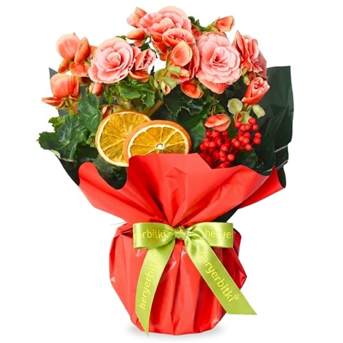 Begonia Surprise (Katmerli Pembe Begonya)