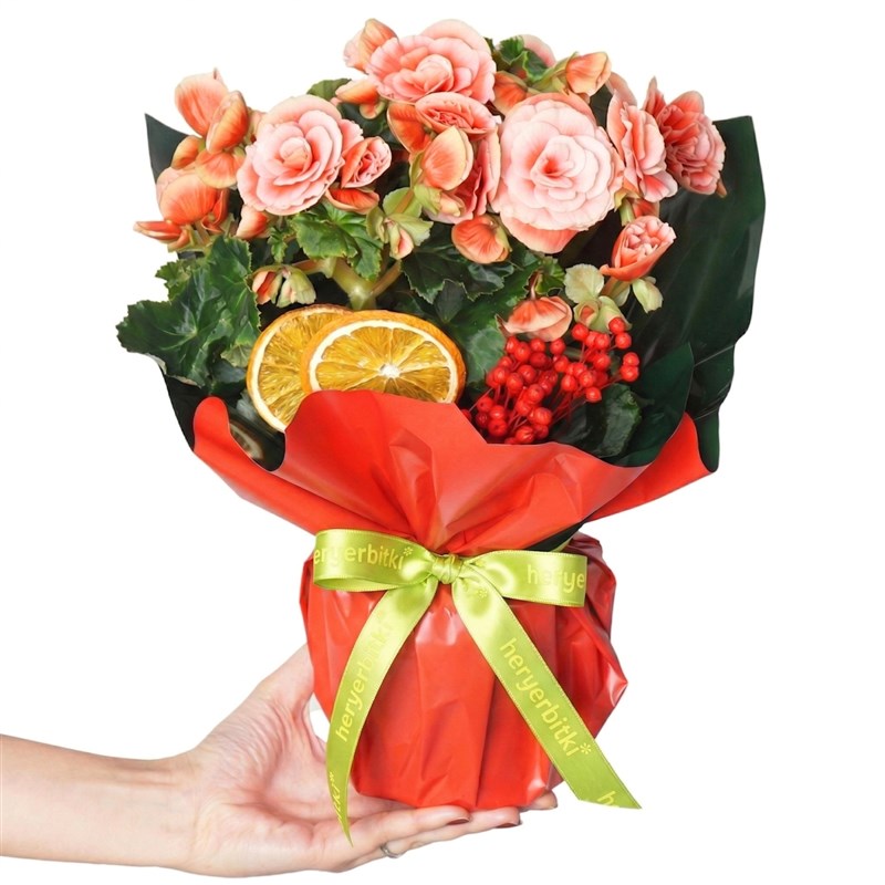 Begonia Surprise (Katmerli Pembe Begonya)