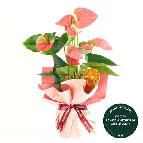 Pink Anthurium Gift (Pembe Antoryum)