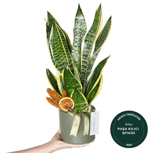 Paşa Kılıcı - Black Gold, Havayı Temizleyen Bitki (Sansevieria)