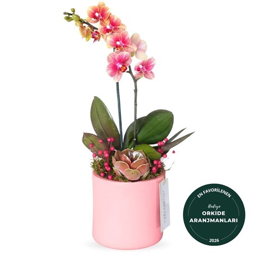 Pink Coral Gift (Ateş Orkide Aranjmanı)
