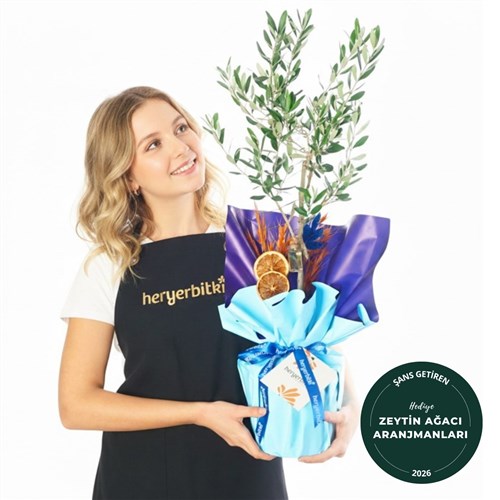 Zeytin Ağacı - Hediye Paketli (Aura Olive Tree)