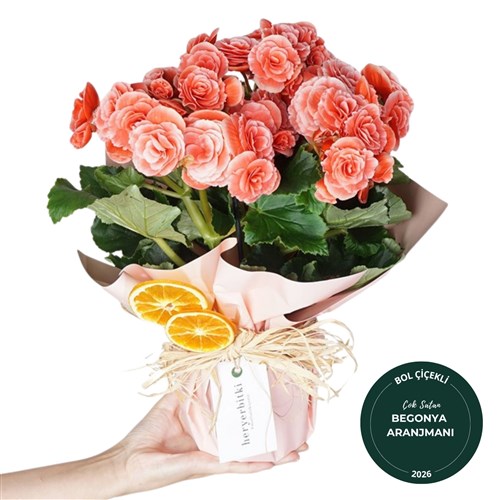 Katmerli Begonya Çiçeği - Begonia Toran Candy Gift