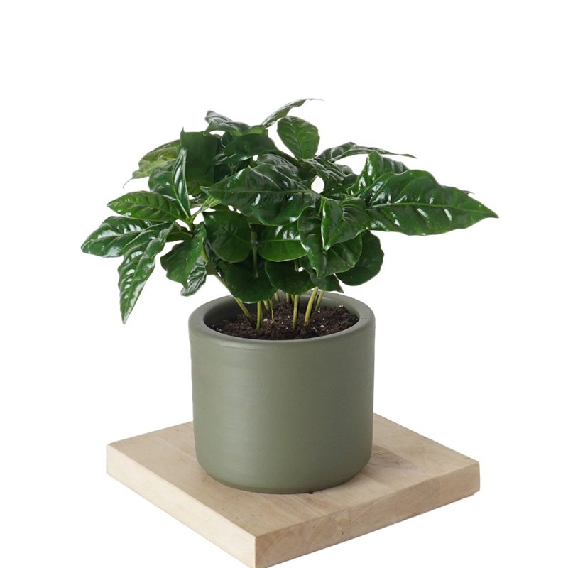 Coffea Arabiaca (Coffee Tree) Large