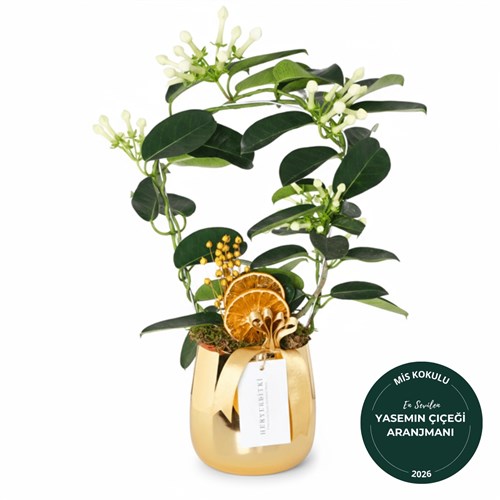 Yasemin Çiçeği - Gold Saksılı, Premium