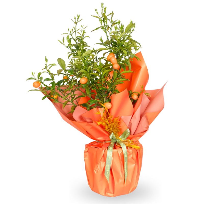 Hediye Paketli Meyveli Citrus Calamondin