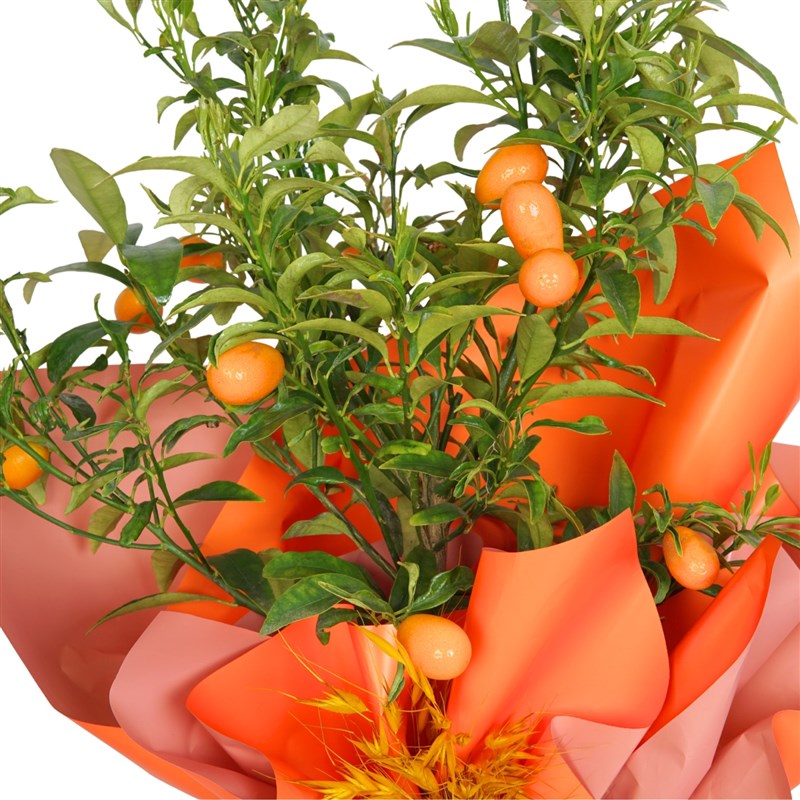 Hediye Paketli Meyveli Citrus Calamondin