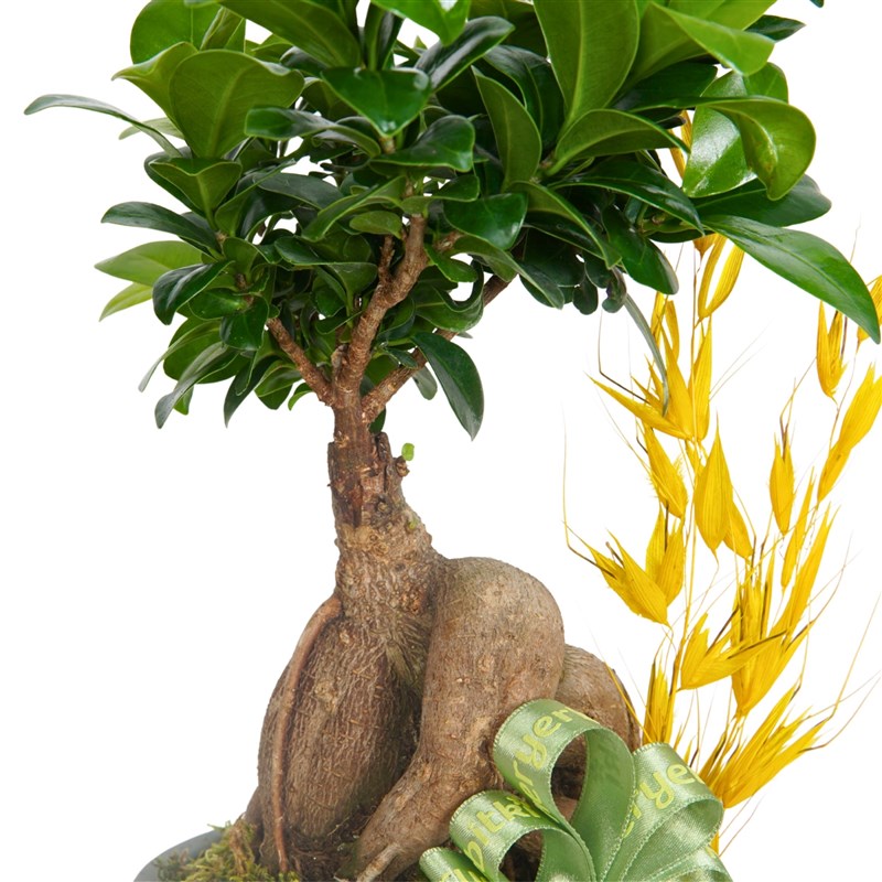 Bonsai Yaşam Ağacı Hediyesi