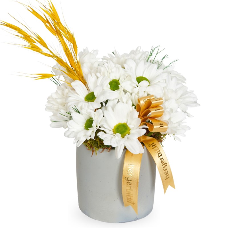 Daisies Gift (Gri Saksıda Beyaz Papatya Aranjmanı)