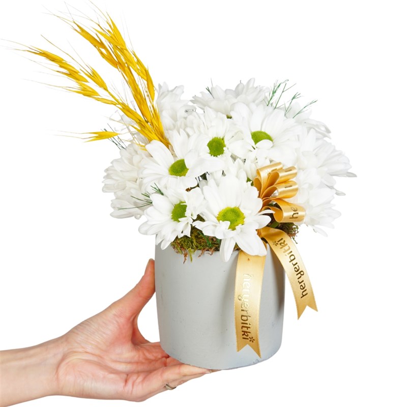 Daisies Gift (Gri Saksıda Beyaz Papatya Aranjmanı)