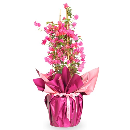 Gift-Wrapped Pink Bougainvillea Arrangement