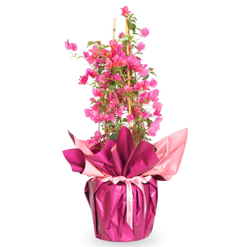 Gift-Wrapped Pink Bougainvillea Arrangement